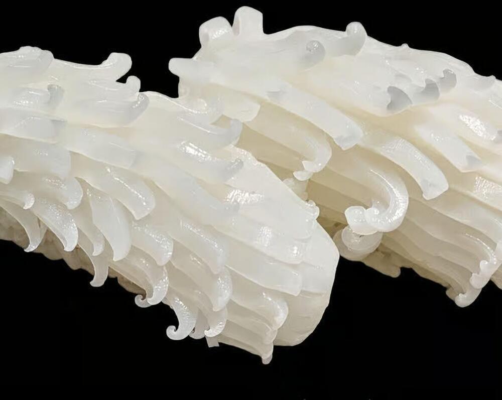 Squid