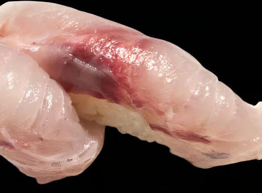 Stripped Bass (2 pcs)